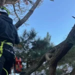 élagage d'un pin 49