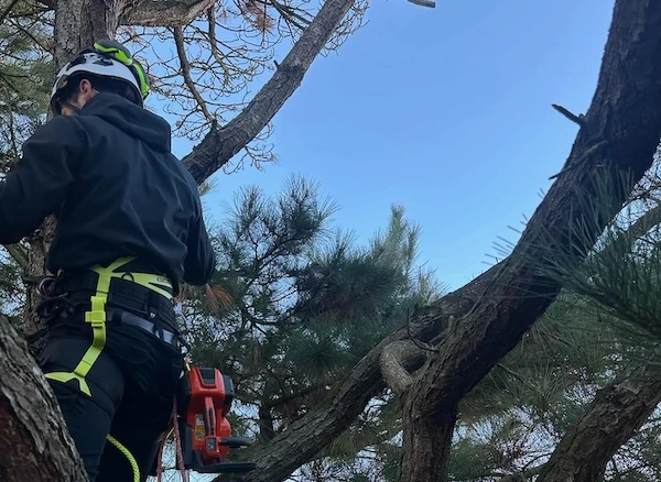 élagage d'un pin 49